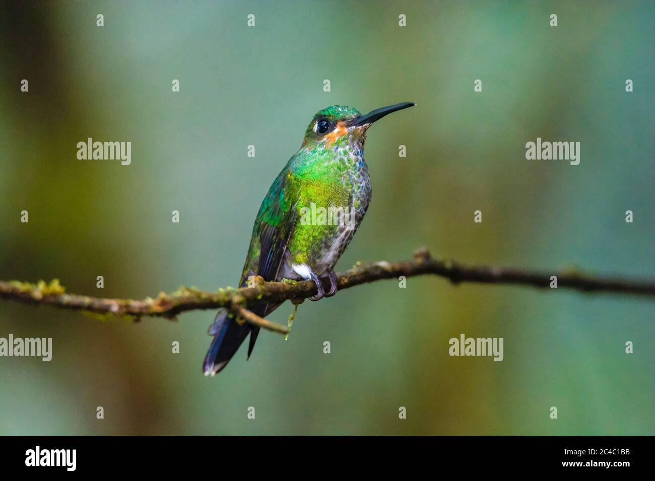 Verde incoronata brillante, Heliodoxa jacula, giovanile, Ande foresta nube, Mashpi Lodge, Mashpi Riserva Naturale privata, Mashpi, Choco, Ande, o Ande Foto Stock