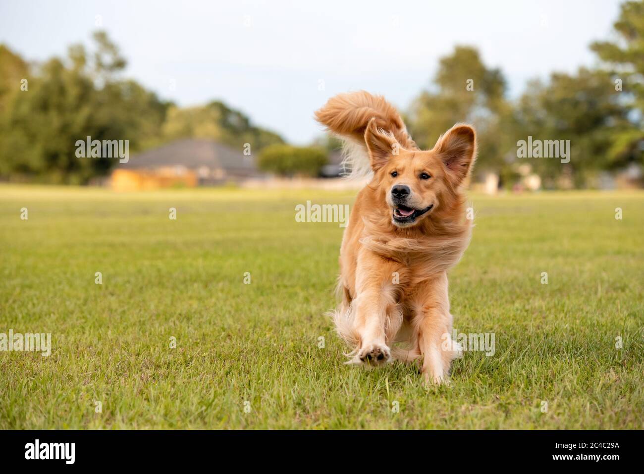 Un cane adulto Golden Retriever gioca e corre in un parco un campo aperto con erba verde Foto Stock