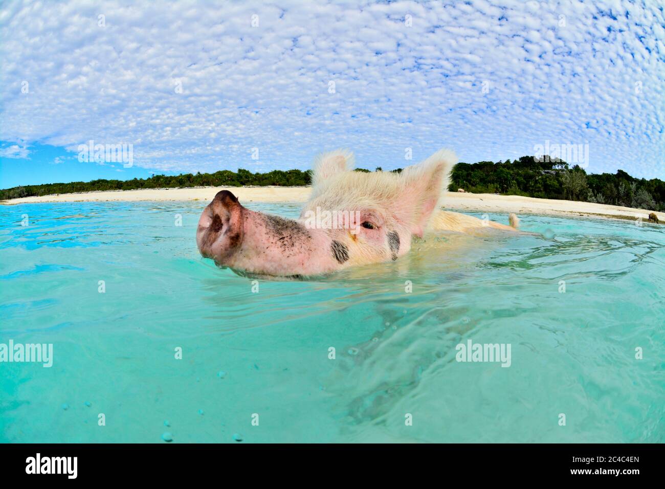 Maiali per il nuoto nelle Bahamas Foto Stock