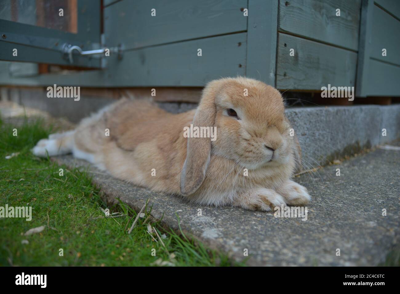 Giovane coniglio di lop di sabbia arancione giace rilassato su lastra di pietra invece di erba per raffreddare vicino al suo capannone. Foto Stock