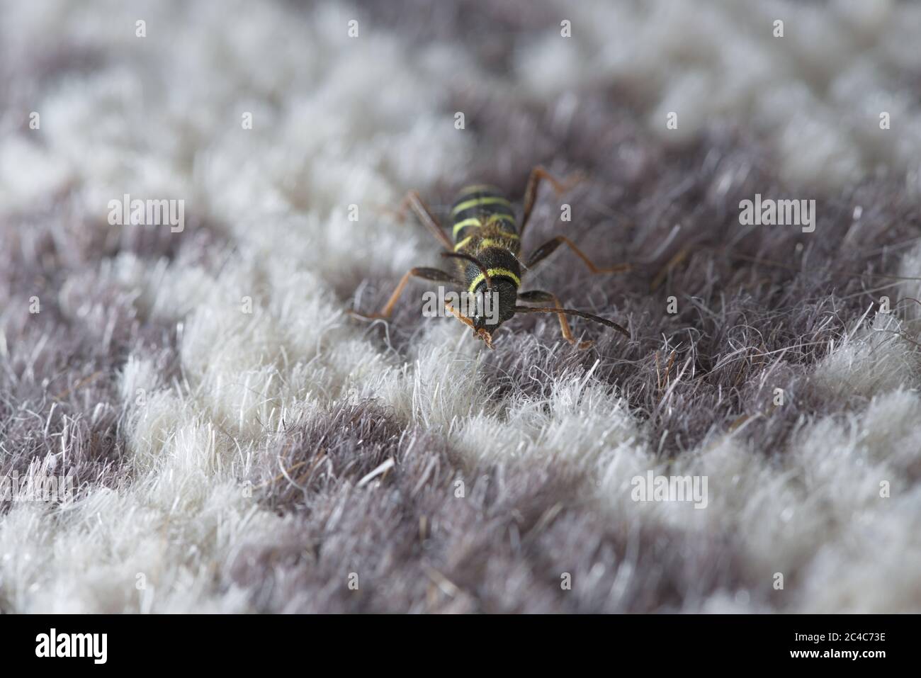 L'scarabeo WASP, Clytus arietis, gira la testa per sposare la gamba anteriore destra mentre esplora il tappeto bianco e viola in un ambiente domestico della casa. Foto Stock