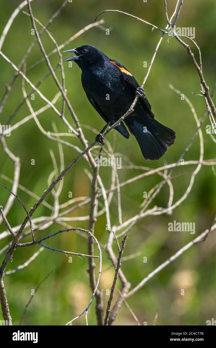 Maschio Blackbird alato rosso (Agelaius phoeniceus) fa chiamata di emergenza come fotografo si è avvicinato al nido di uccelli in zone umide, Castle Rock Colorado USA. Foto Stock
