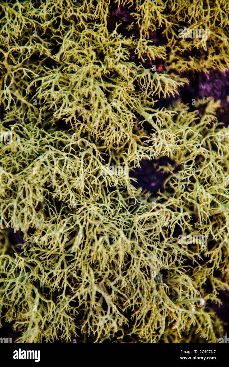 Lichene albero primo piano Foto Stock