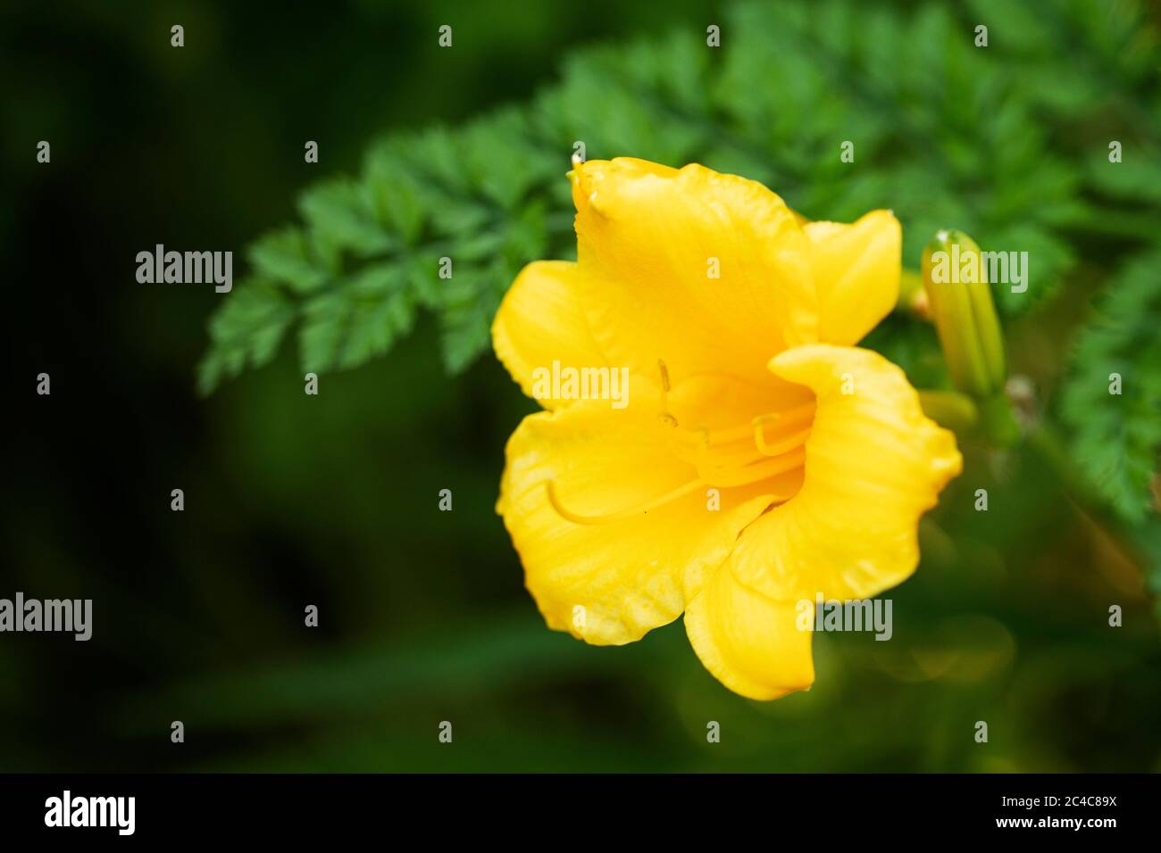 Un giglio giallo Stella d'Oro (Hemerocallis) che cresce in un giardino estivo. Foto Stock