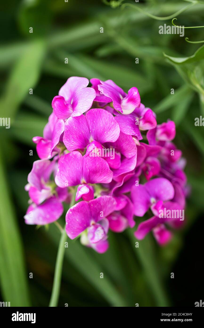 Piselli dolci di lievito (Lathyrus latifolius), anche conosciuti come piselli perenni o piselli eterni, nella famiglia Fabaceae e originari dell'Europa. Foto Stock