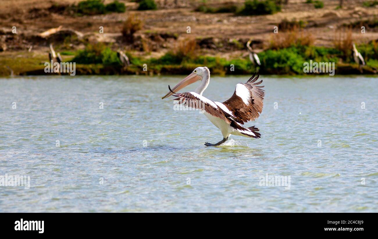 Un pellicano con ali in piena estensione che atterrano nel fiume Murray a Paringa nel fiume Land Australia del Sud il 21 giugno 2020 Foto Stock