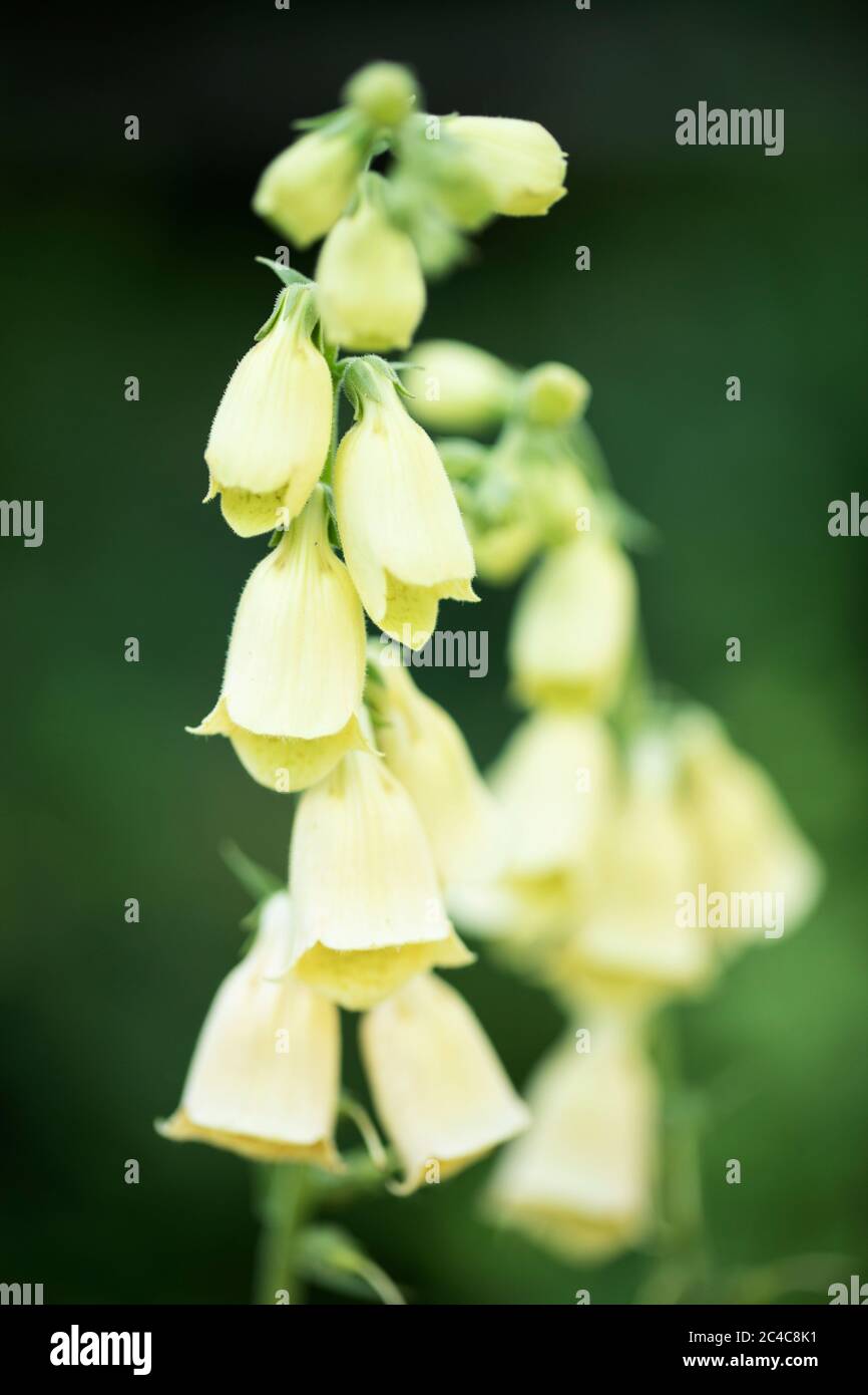 Guanto di vollore giallo (Digitalis grandiflora) che cresce in un giardino estivo. Foto Stock
