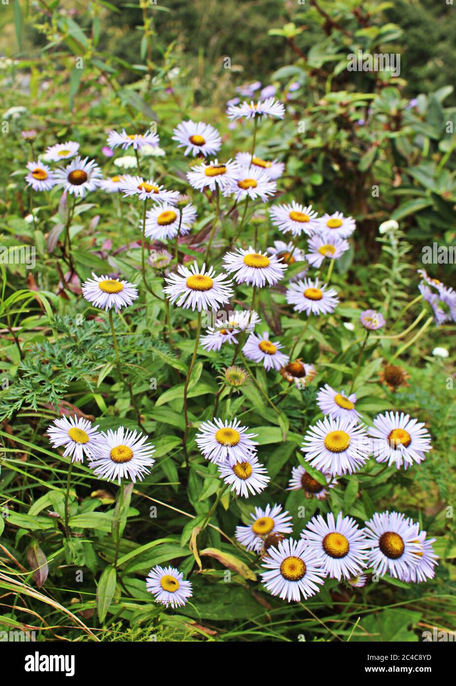 Un gruppo di minuscoli fiori margherita nella valle di Himalaya. Foto Stock