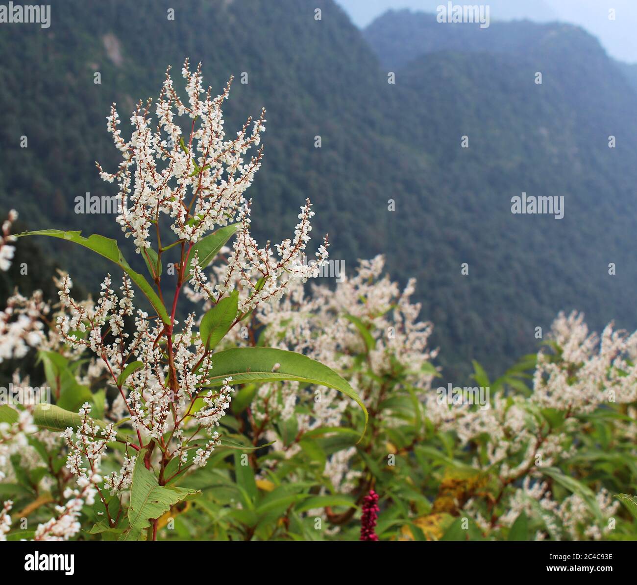 una bella pianta in primo piano con fioritura biancastra Foto Stock