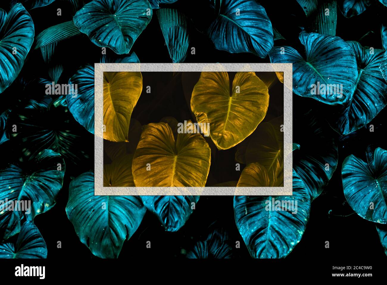 Monstera Deliciosa pertusum foglie esotiche incorniciano UN foglio bianco vuoto di carta con spazio per il testo o il logo. Layout di progetto minimo di una disposizione piatta Foto Stock