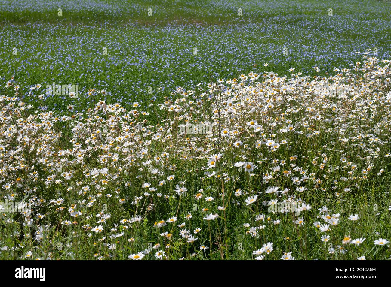 Leucanthemum vulgare. Oxeye daises che fa parte di un corridoio di fauna selvatica sul bordo di un campo di Linseed nella campagna del cotswold. Cotswolds, Inghilterra Foto Stock