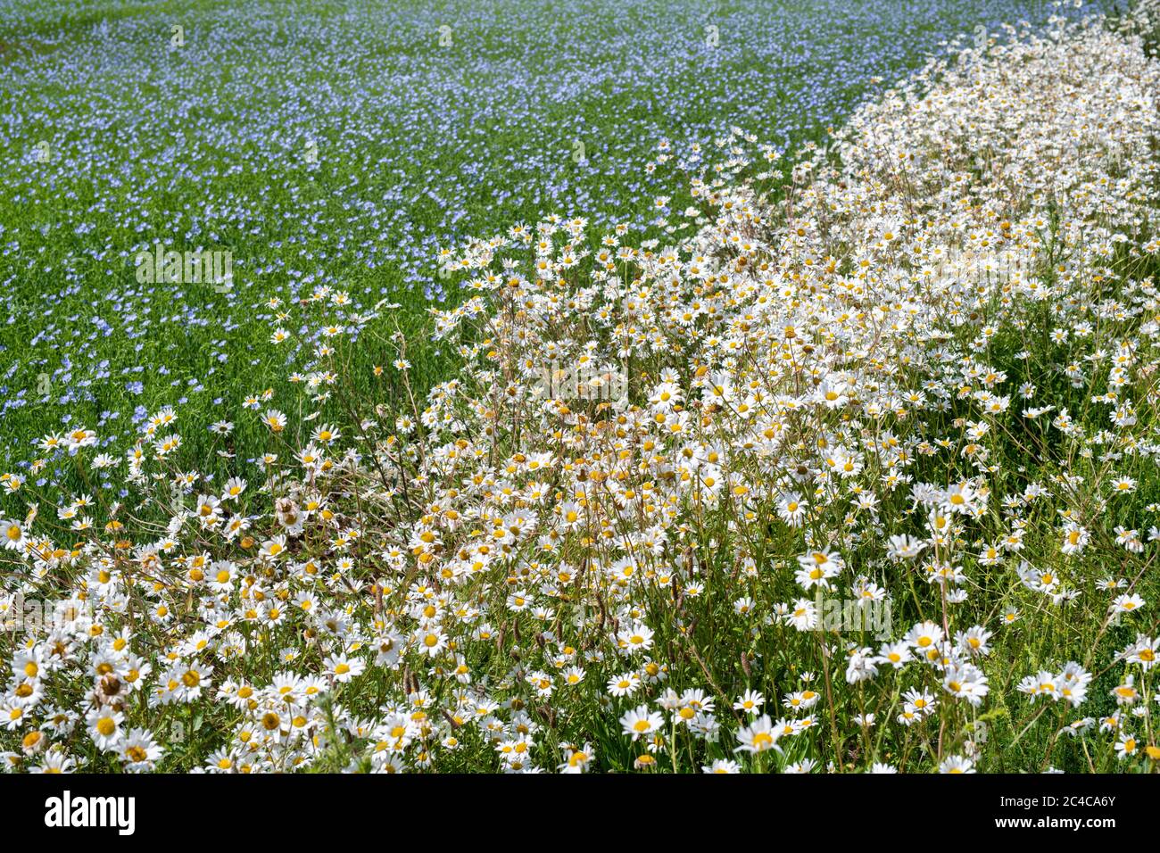 Leucanthemum vulgare. Oxeye daises che fa parte di un corridoio di fauna selvatica sul bordo di un campo di Linseed nella campagna del cotswold. Cotswolds, Inghilterra Foto Stock