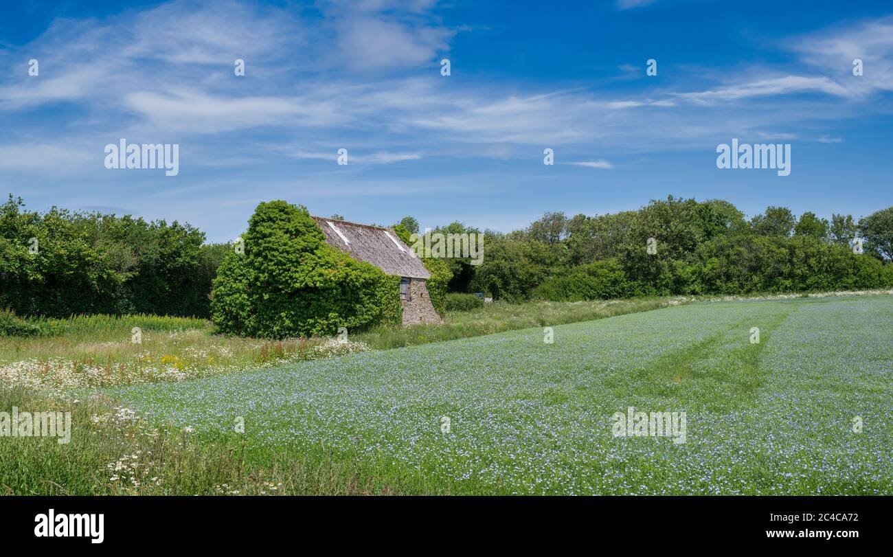 Fienile in un campo di semi di lino nella campagna del cotswold. Cotswolds, Gloucestershire, Inghilterra Foto Stock