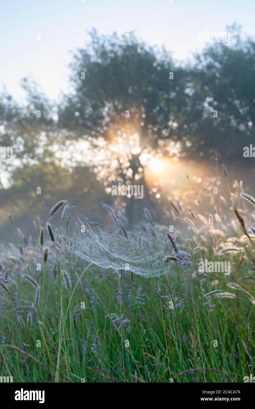 Ragnatela in un campo di erba di coda di foxtail di Meadow nella luce del sole di mattina presto. Oxfordshire, Inghilterra Foto Stock
