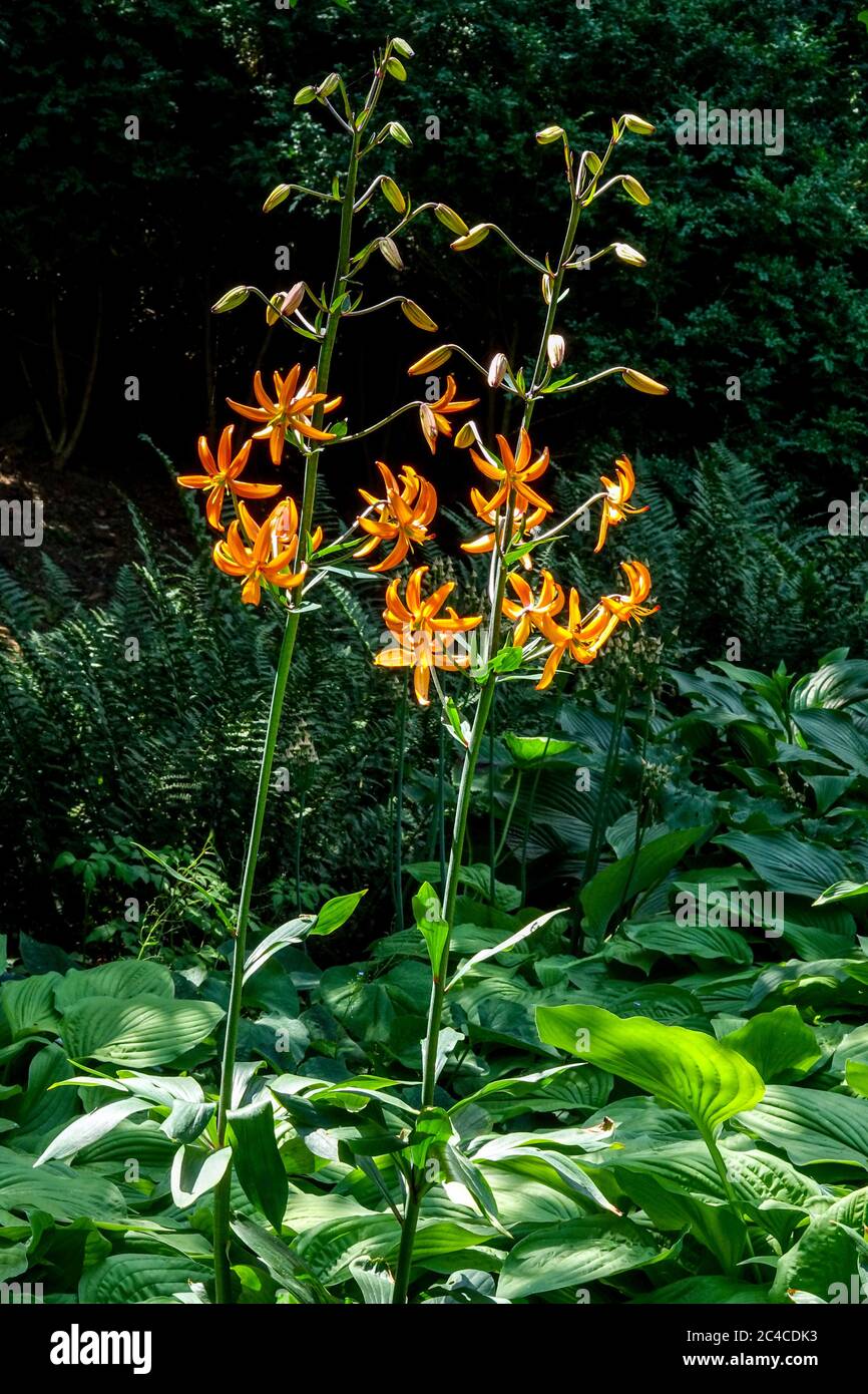 Lilium martagona 'marmellata d'arancia' Turk's Cap Lily felce Foto Stock