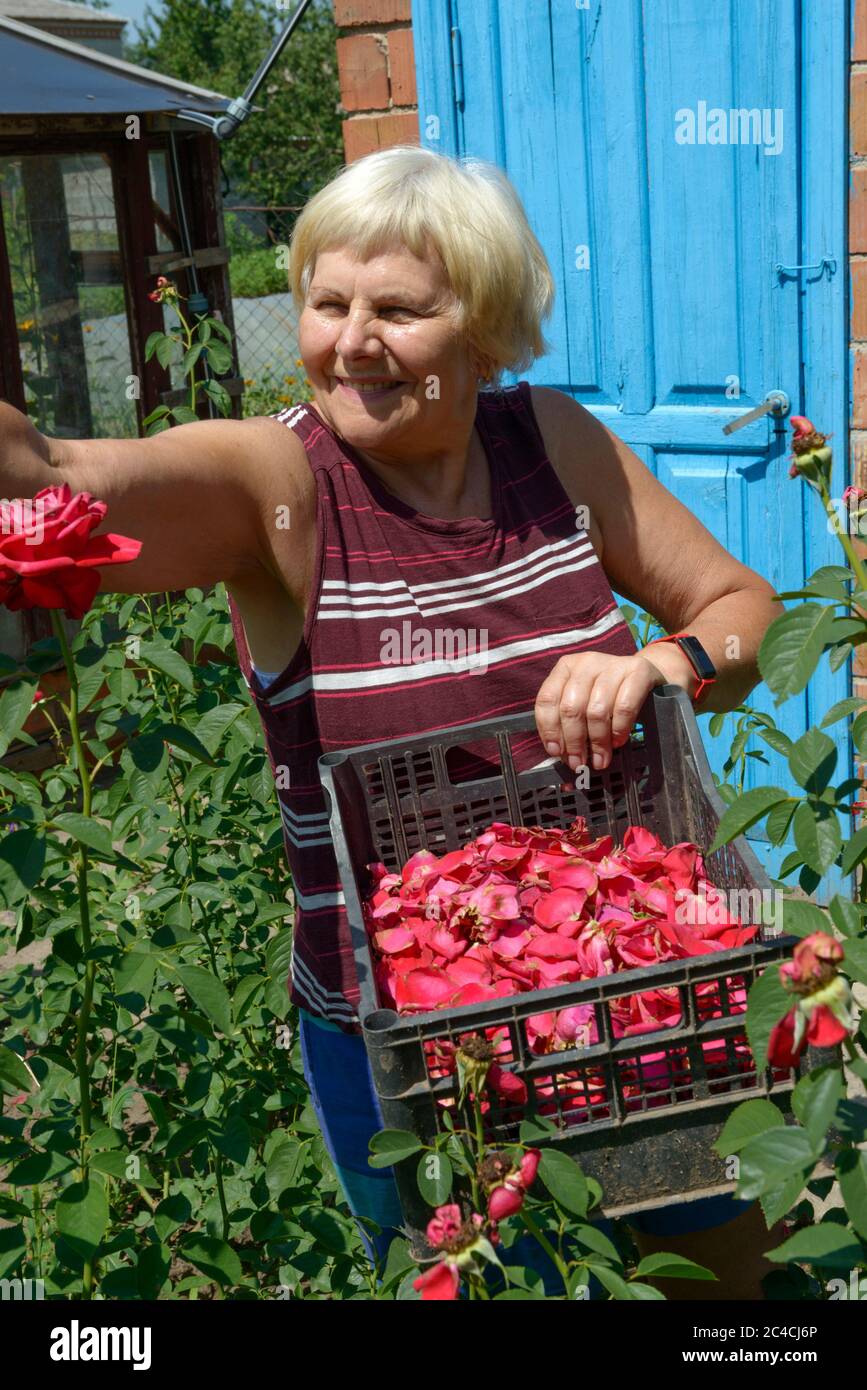 Sorridente donna bionda anziana sta raccogliendo petali di rosa con scatola di plastica nelle sue mani. Foto Stock