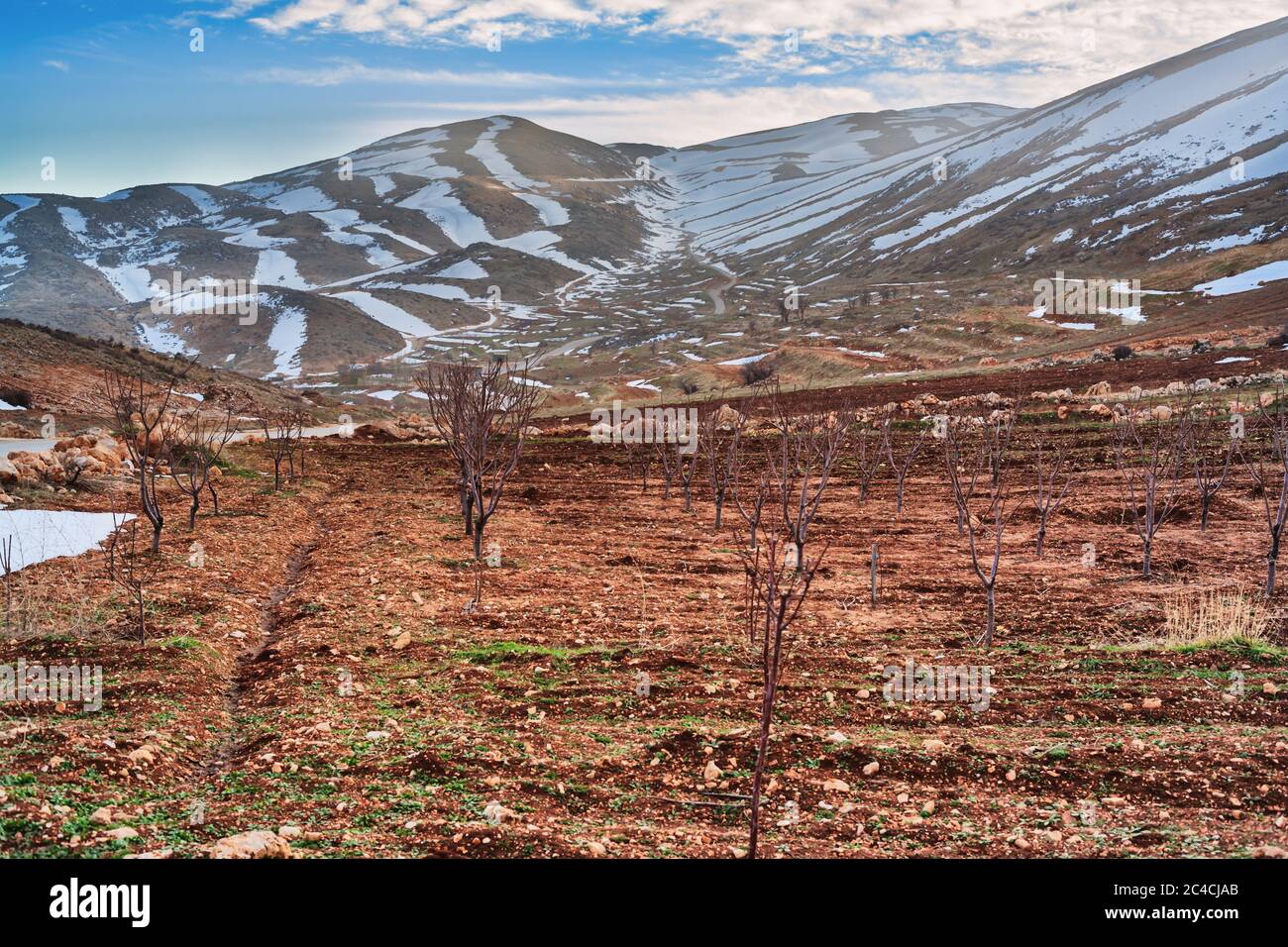 Terreno agricolo, valle di Bekaa, Libano Foto Stock