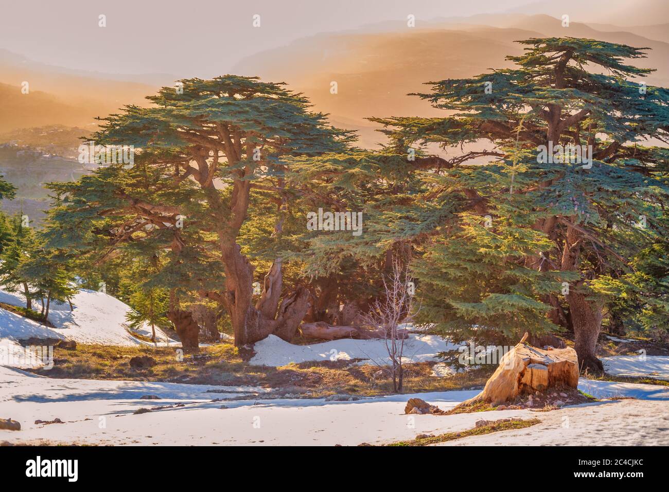 Cedrus libani, cedro libanese, riserva naturale di al Shouf Cedar, vicino a Maaser esh-Shouf, montagne del Libano, distretto di Chouf, Libano Foto Stock