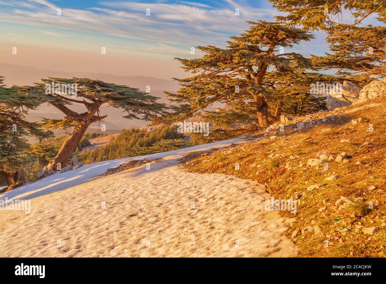 Cedrus libani, cedro libanese, riserva naturale di al Shouf Cedar, vicino a Maaser esh-Shouf, montagne del Libano, distretto di Chouf, Libano Foto Stock