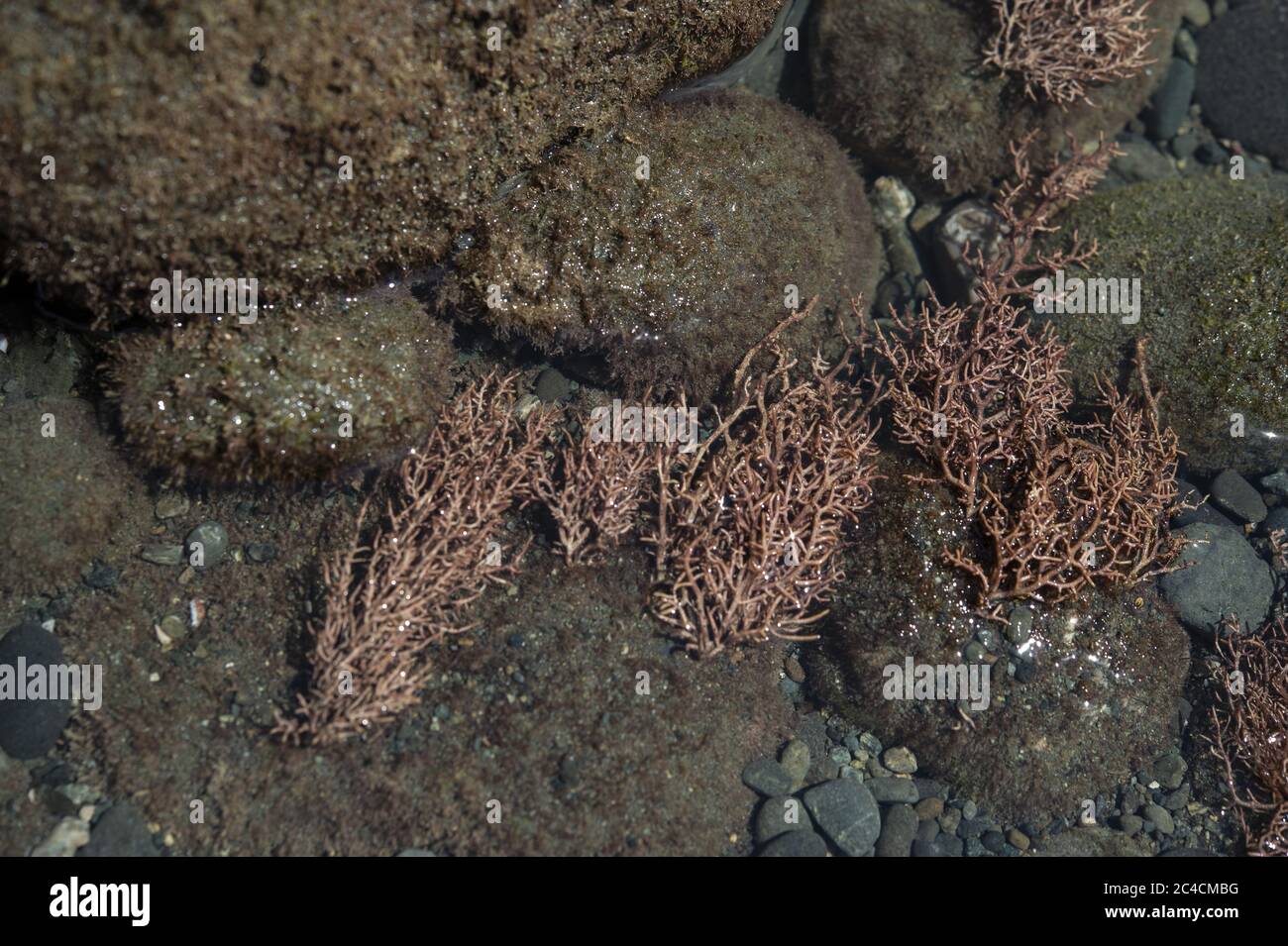 Marine Seaweed, Liagora valida, Liagoraceae, Spiaggia di Karate, Parco Nazionale di Corcovado, Costa Rica Foto Stock