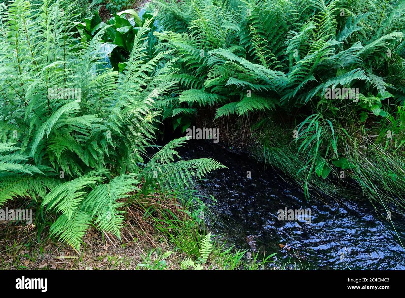 Giardino torrente Ostrich felce Matteucia piante marginali Foto Stock