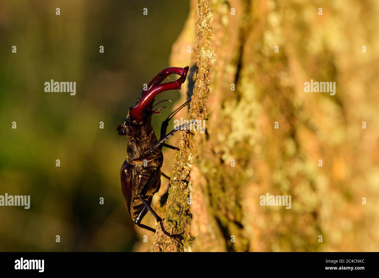 Il barile di cervo di Lucanus in luce calda della sera con le sue grandi mascelle rosse, assomiglia alle formiche di uno stag Foto Stock