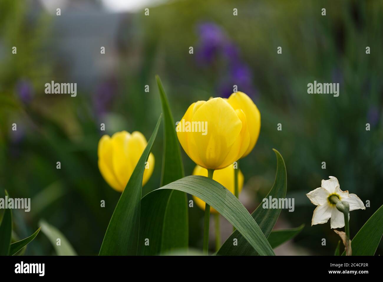 Primo piano di tulipani gialli chiusi sullo sfondo di foglie verdi. Bellissimi fiori che ondeggiano nel vento. Concetto di natura sfondo. Foto Stock
