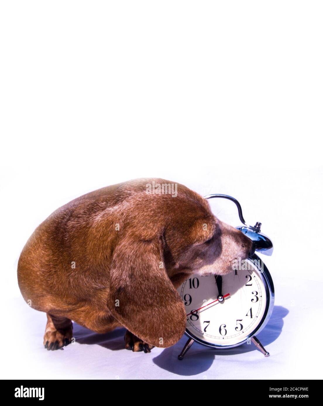 Un vecchio Dachshund in miniatura in una scena rilassata, seduto accanto a una sveglia tradizionale. Foto Stock