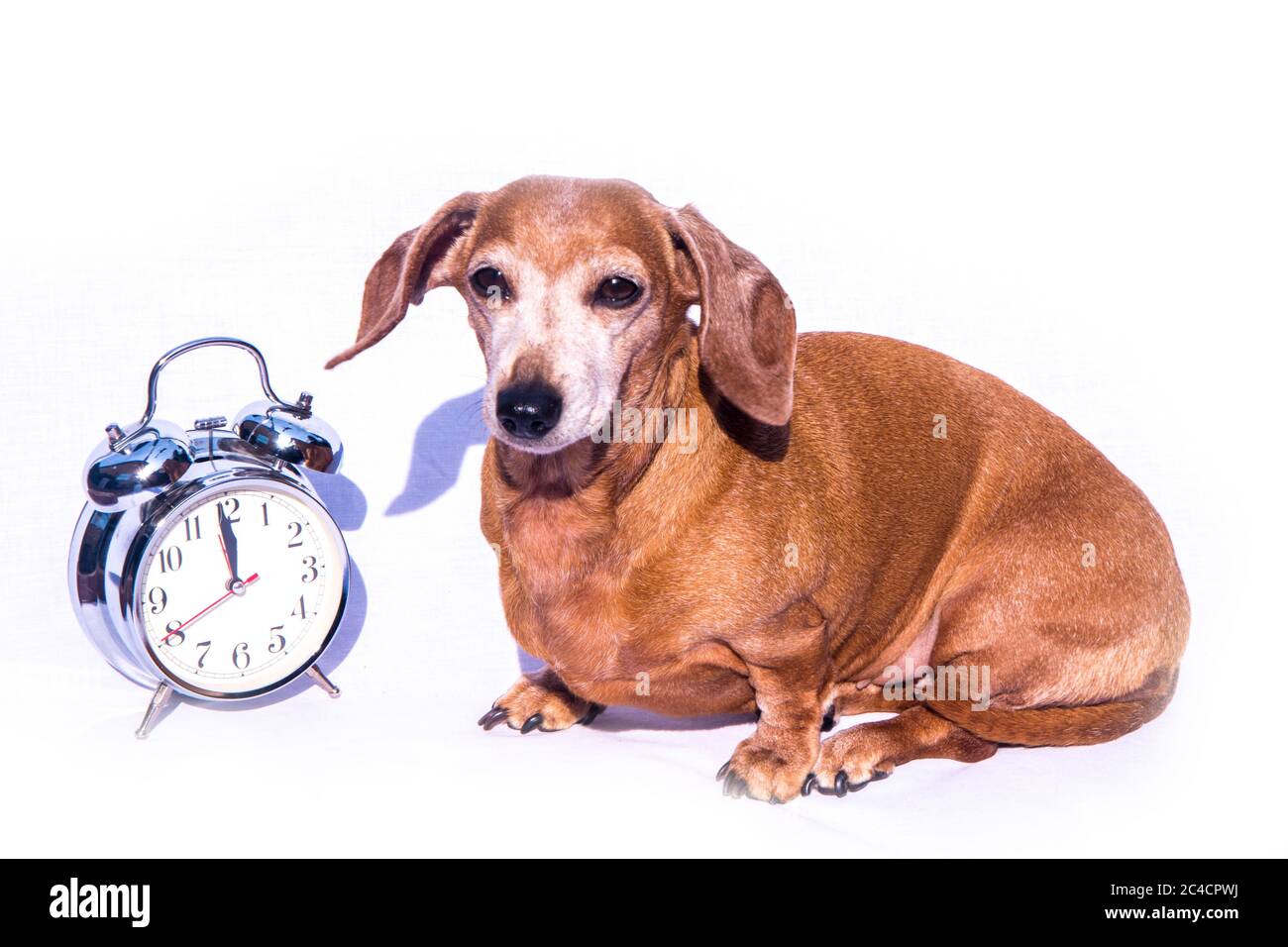 Un vecchio Dachshund in miniatura in una scena rilassata, seduto accanto a una sveglia tradizionale. Foto Stock