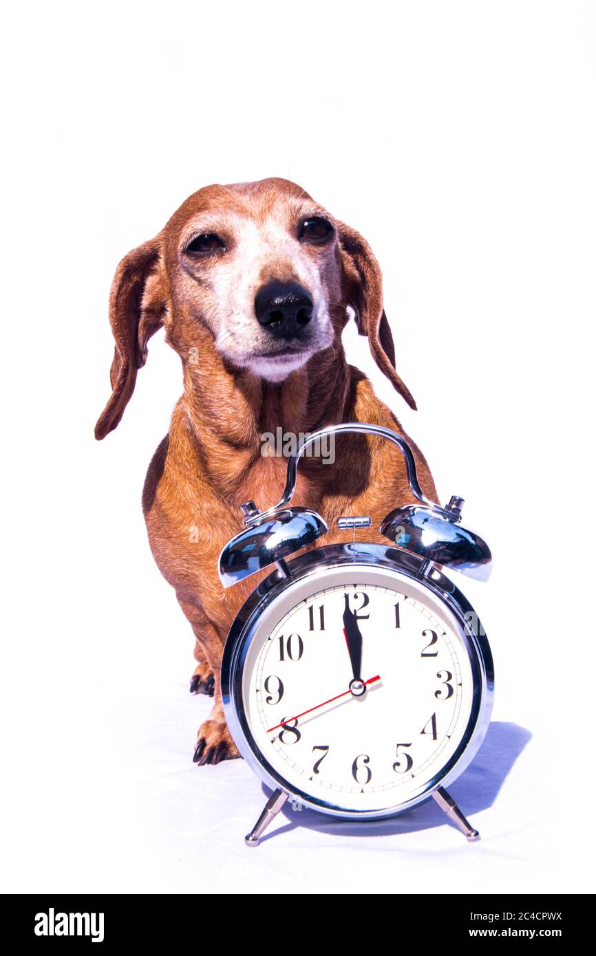 Un vecchio Dachshund in miniatura in una scena rilassata, seduto accanto a una sveglia tradizionale. Foto Stock