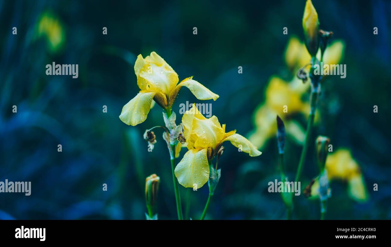 Primo piano di tulipani gialli chiusi sullo sfondo di foglie verdi. Bellissimi fiori che ondeggiano nel vento. Concetto di natura sfondo. Foto Stock