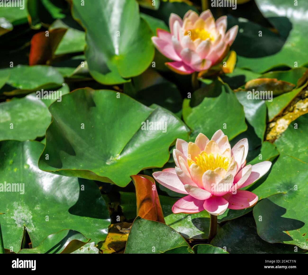 Giglio d'acqua rosa o fiore di loto con foglie spotty sullo sfondo del laghetto verde. Petali NinfaeaPerry's Orange Sunset coperto con Foto Stock