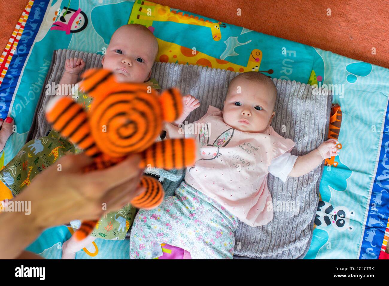 I gemelli neonati di ragazzo e ragazza che si stendono sulle loro spalle su tappeti colorati con una mano femminile che tiene una tigre orsacchiata. Foto di Sam Mellish Foto Stock