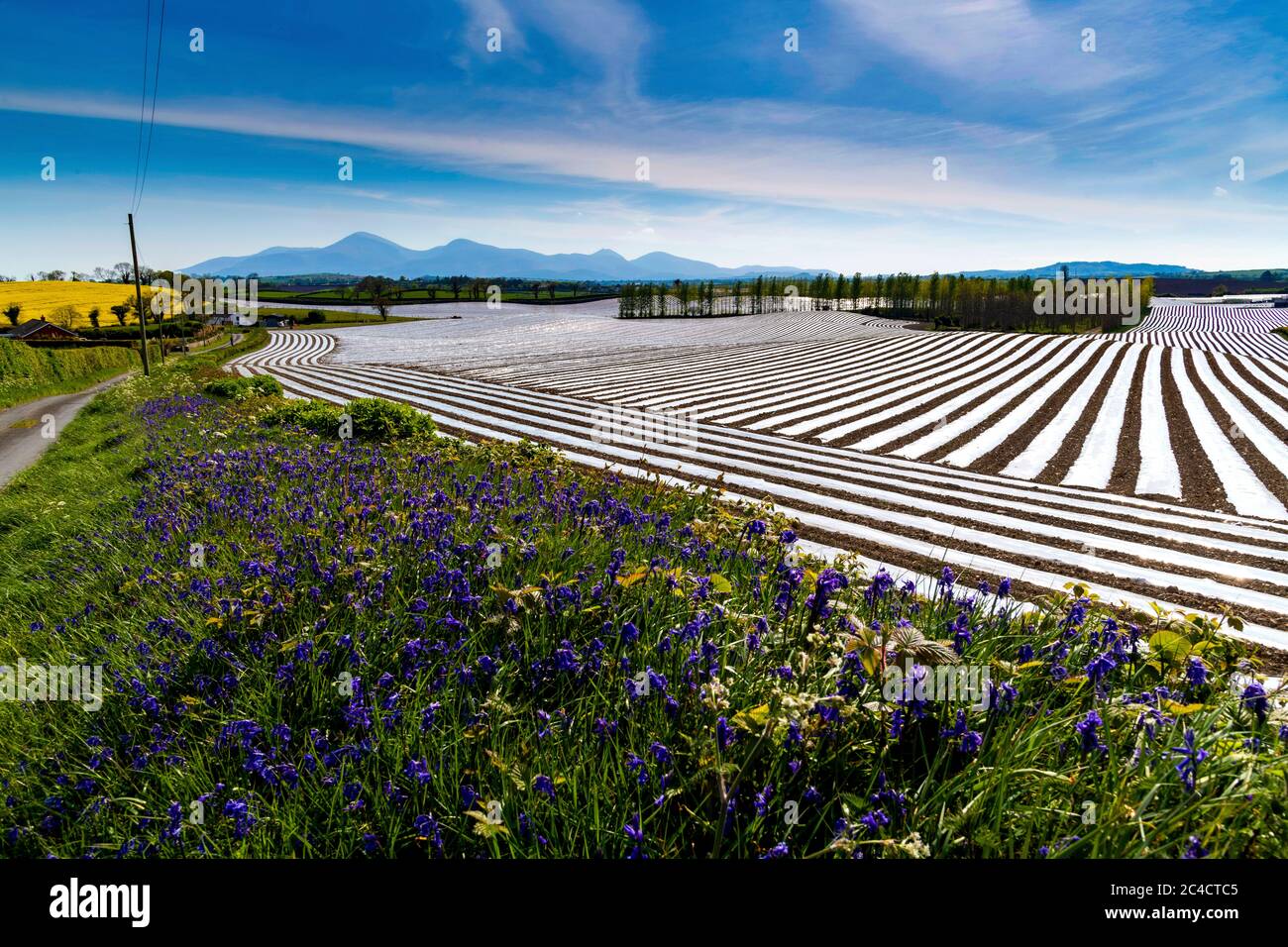 Labirinto campi in primavera con fogli di plastica per promuovere la germinazione Foto Stock