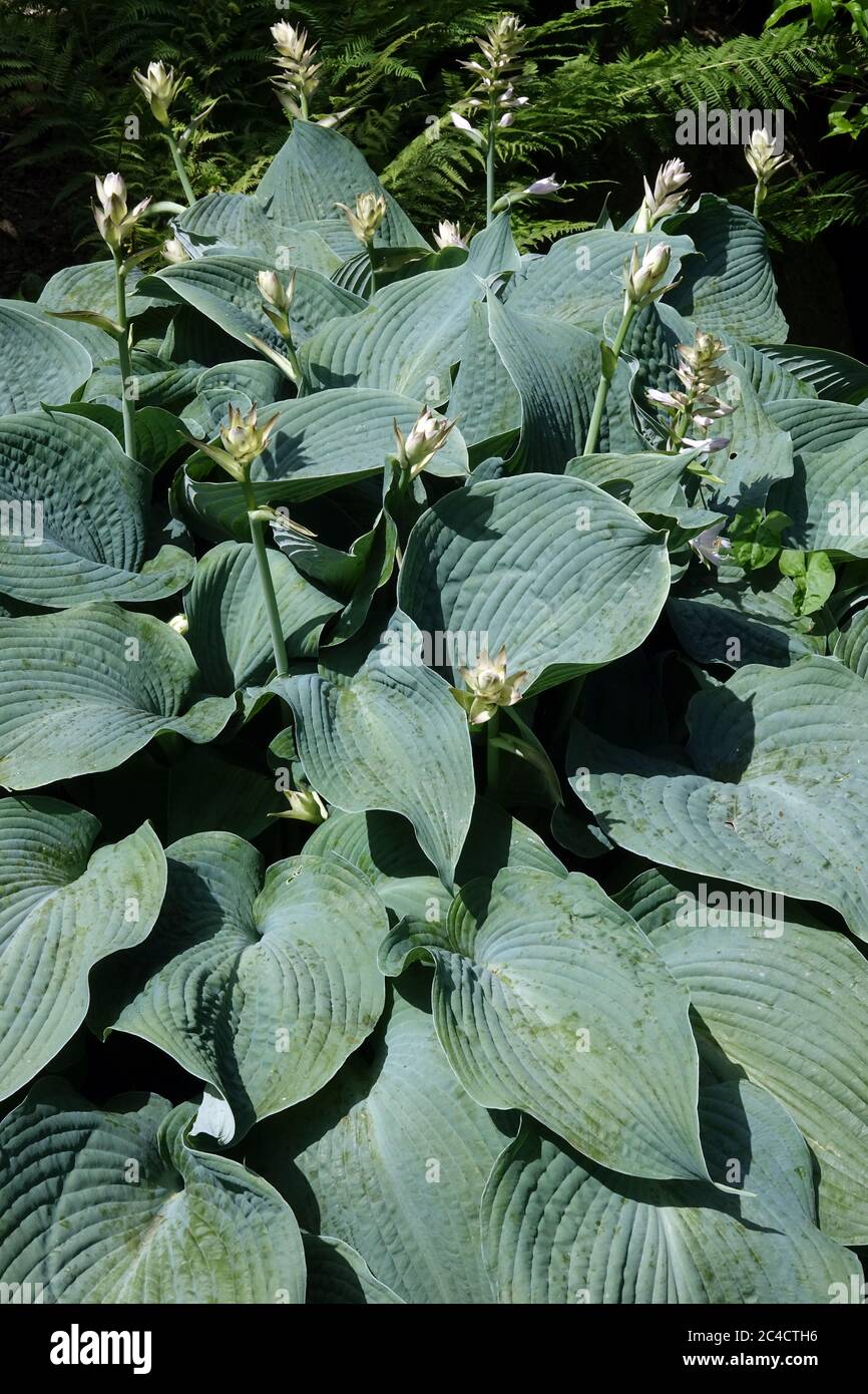 Hosta Sieboldiana - Angelo Blu, Giglio piano Foto Stock
