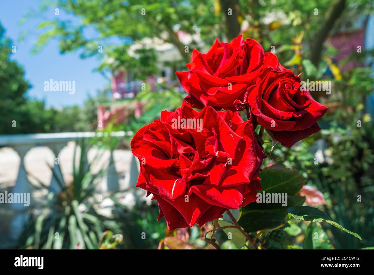 un mazzo di rose rosse nel giardino, primo piano Foto Stock