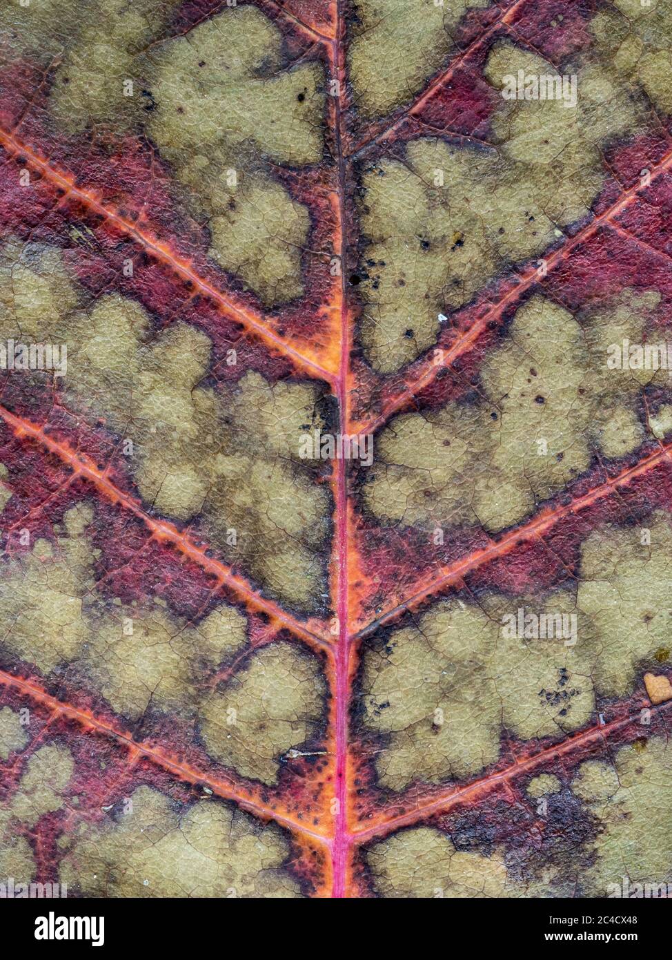 Un primo piano dei dettagli e dei modelli delle vene in una foglia di Cotinus Foto Stock