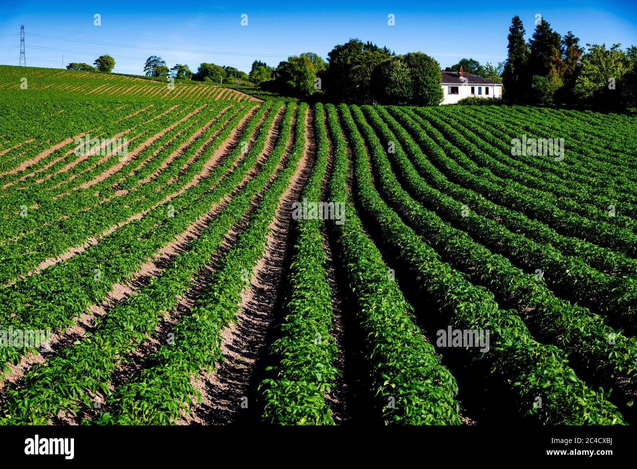 Campi di patate all'anello dei Giganti all'inizio della primavera Foto Stock