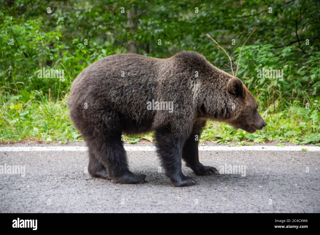 Orso marrone in piedi su una strada. Animali selvatici su strada Foto Stock