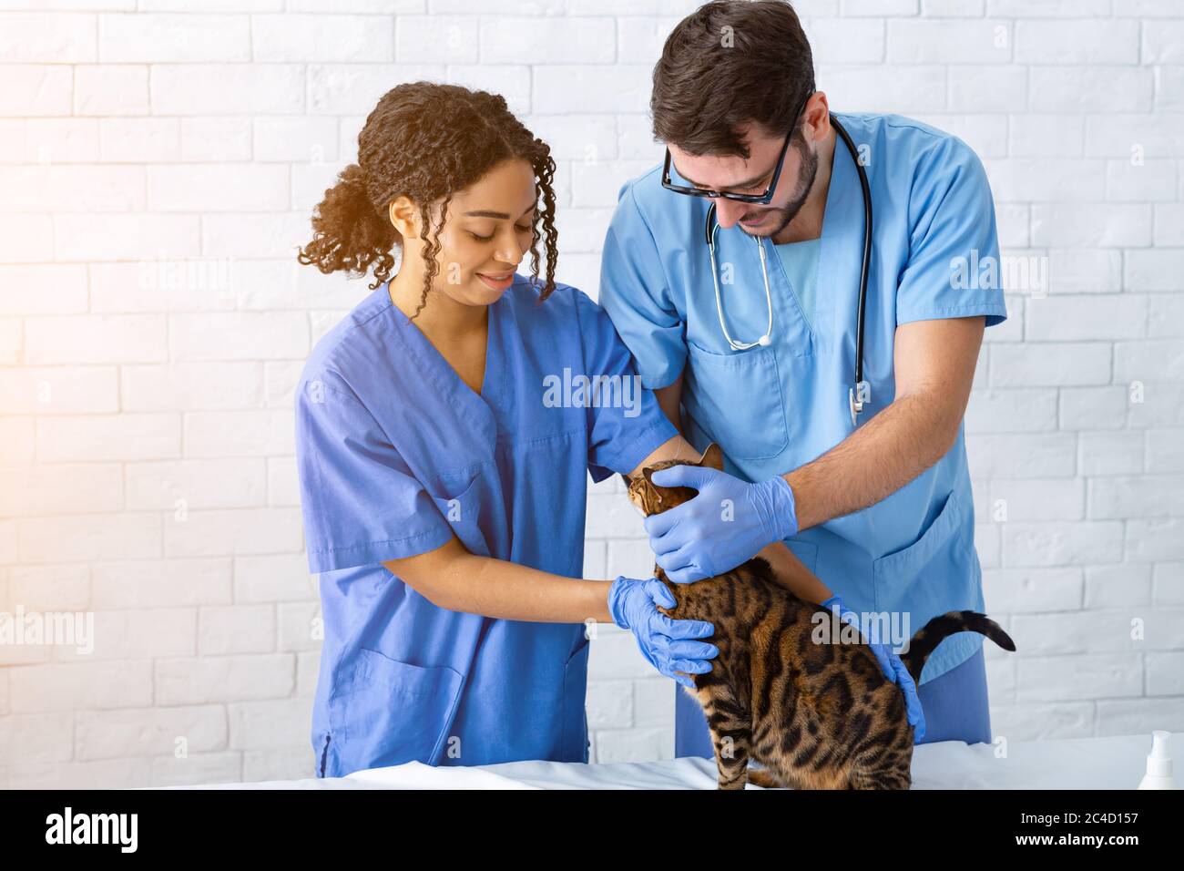 Medico animale con infermiere che dà il controllo al gatto tabby alla clinica Foto Stock