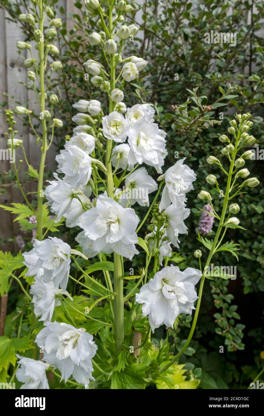 Primo piano di fiori bianchi di delfinio fiori fioriti in giardino fioriscono al confine con il giardino in estate Inghilterra Regno Unito Regno Unito Gran Bretagna Gran Bretagna Foto Stock
