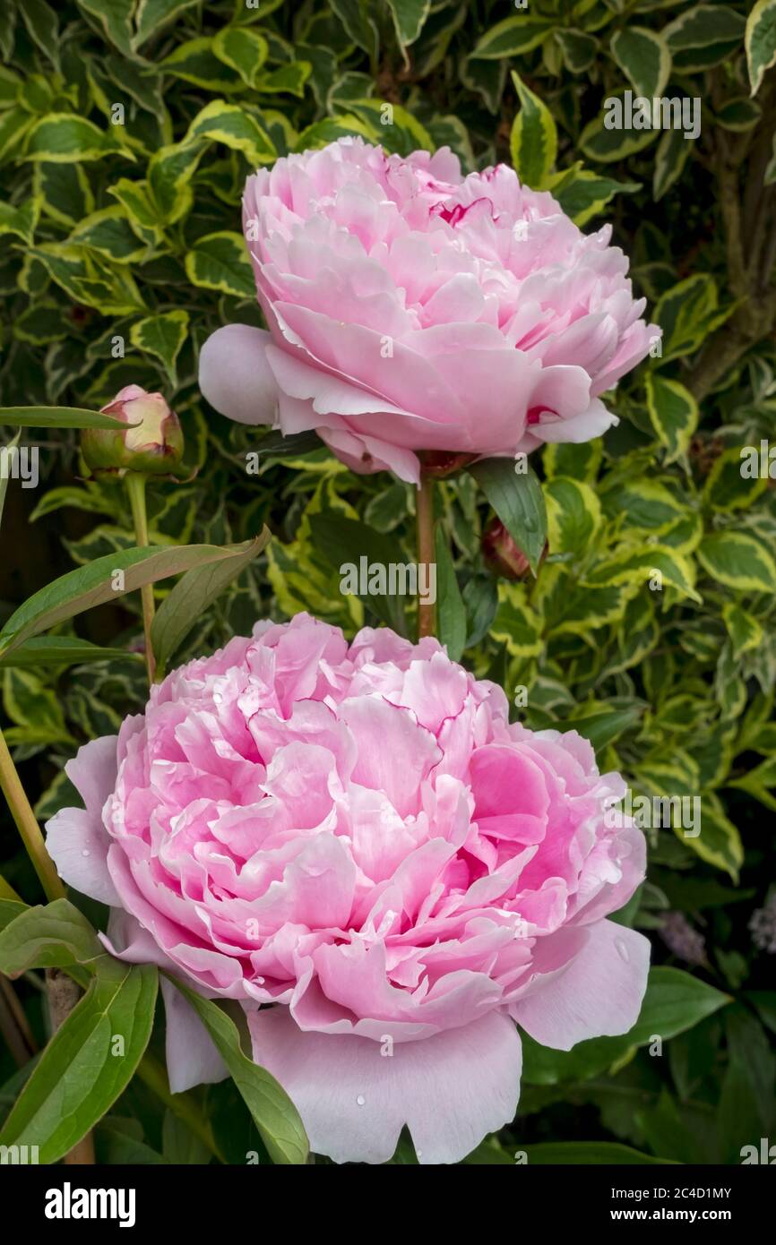 Primo piano di fiori di peonie rosa nel giardino cottage in estate Inghilterra UK Regno Unito GB Gran Bretagna Foto Stock