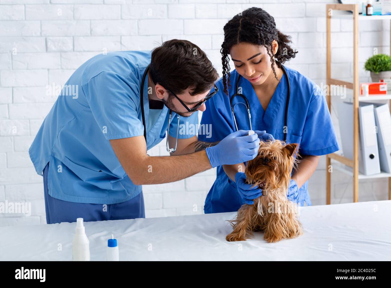 Trattamento di infezione dell'orecchio nei cani. Giovane veterinario con infermiere aiutare poco paziente in ospedale Foto Stock