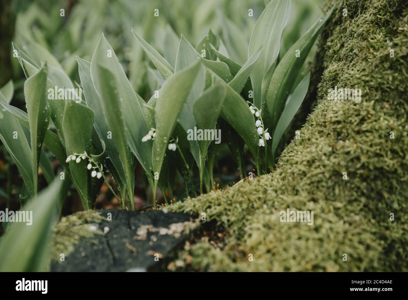 Le piante verdi fresche con fiori bianchi del giglio della valle con la rugiada mattutina dietro la radice dell'albero boschivo coperto di muschio Foto Stock