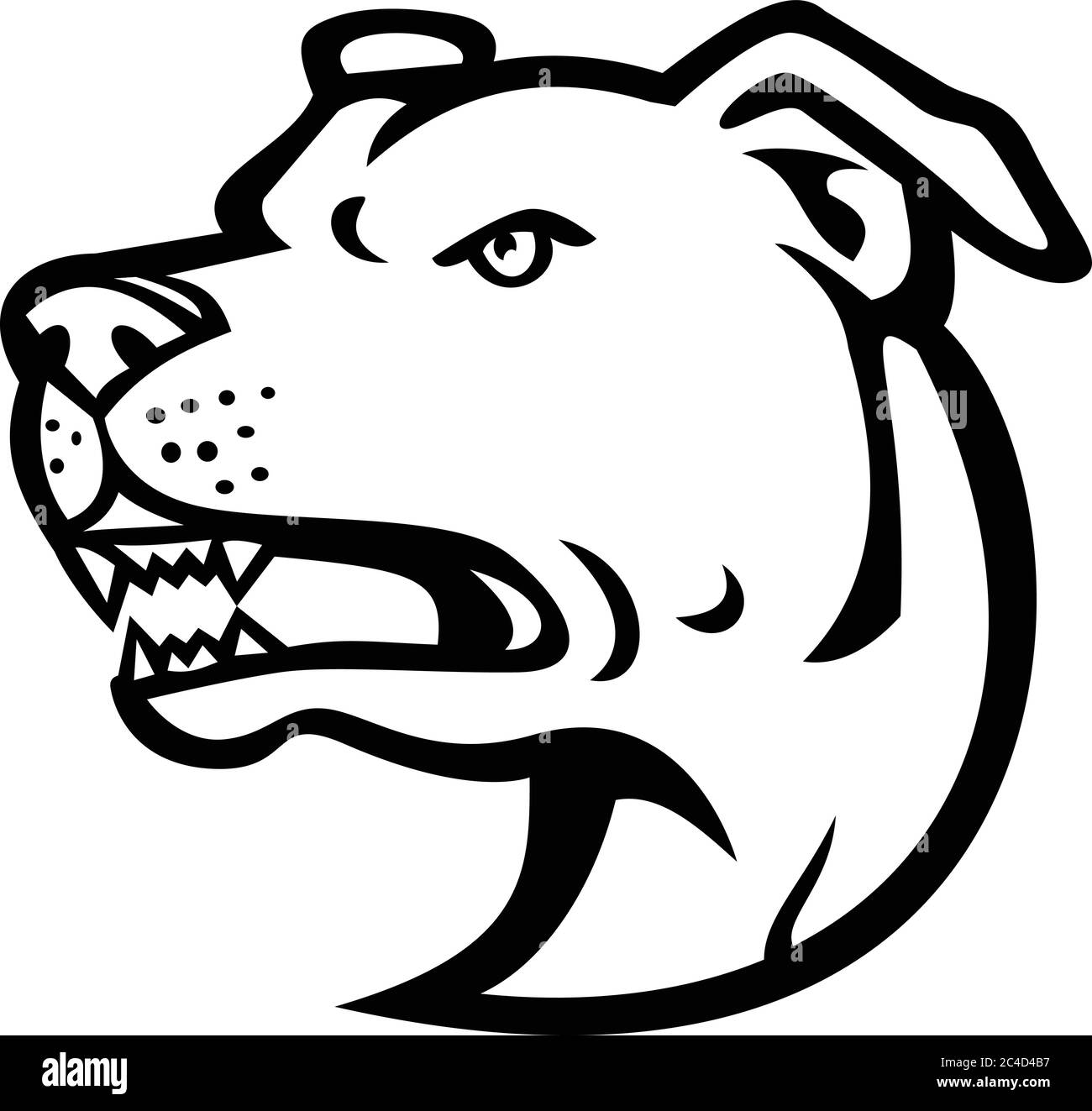 Illustrazione in bianco e nero della testa di un arrabbiato americano Staffordshire Terrier o Amstaff, una razza di cane americano di medie dimensioni, corto-rivestito nella buca Illustrazione Vettoriale