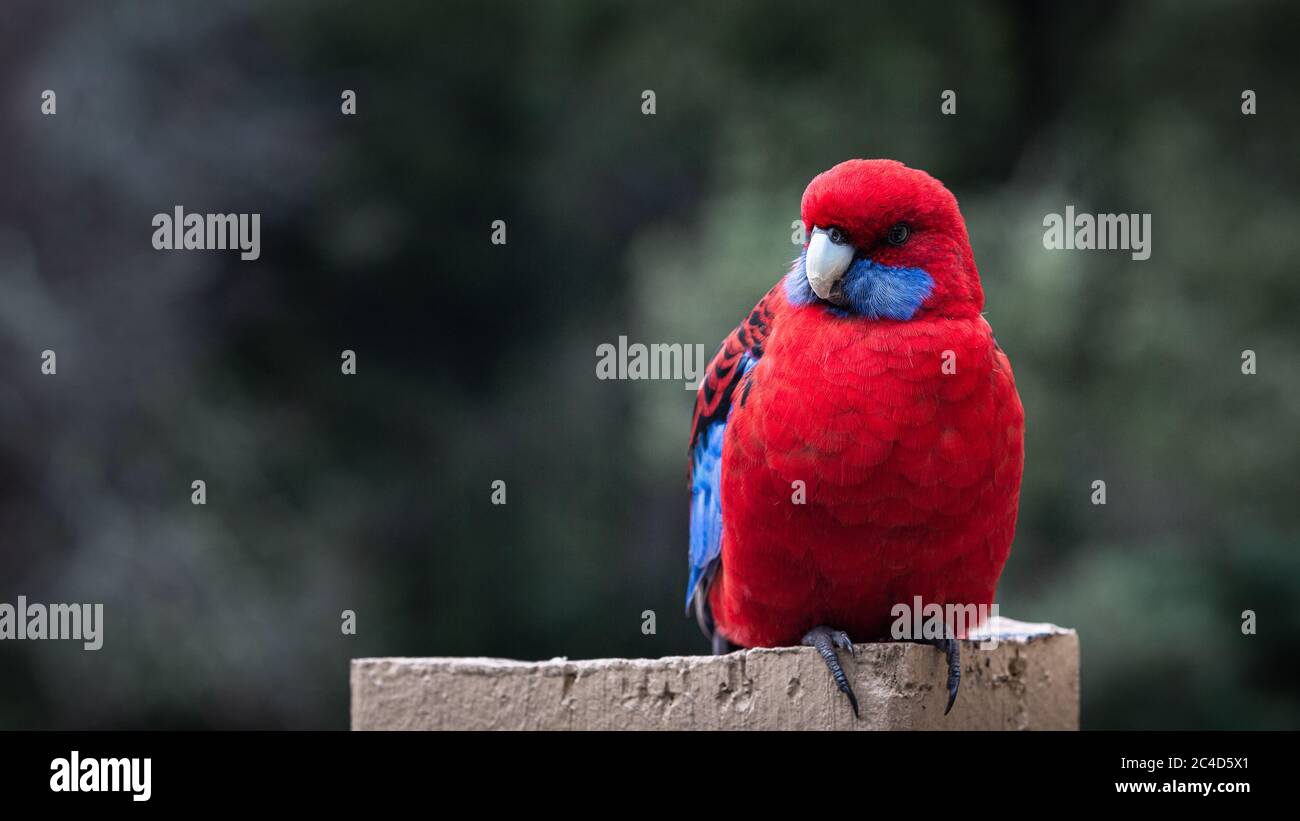 Pappagallo rosso Foto Stock