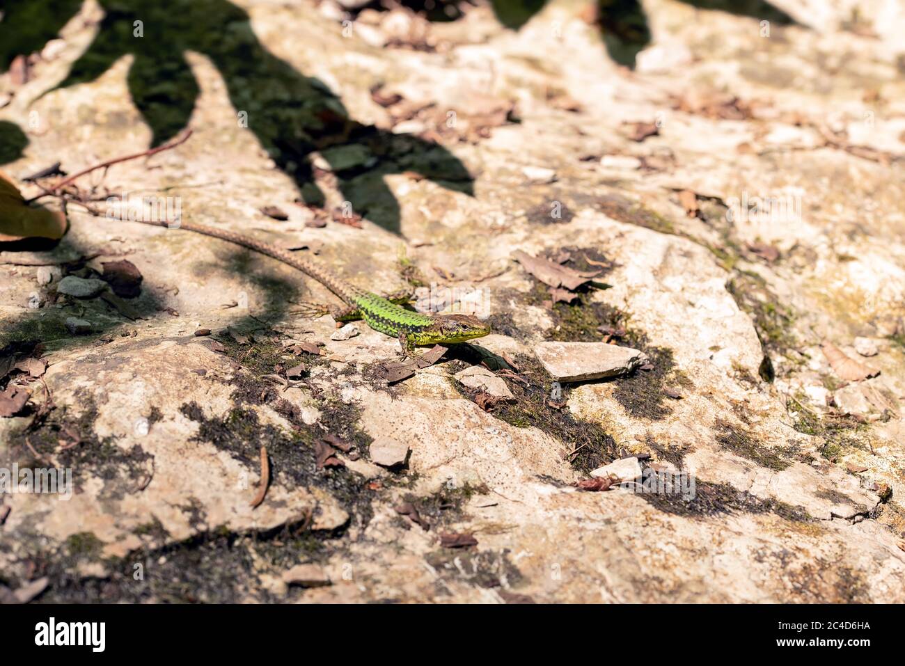 Closeup macro shot di una piccola lucertola verde sul terreno di sabbia soleggiato Foto Stock