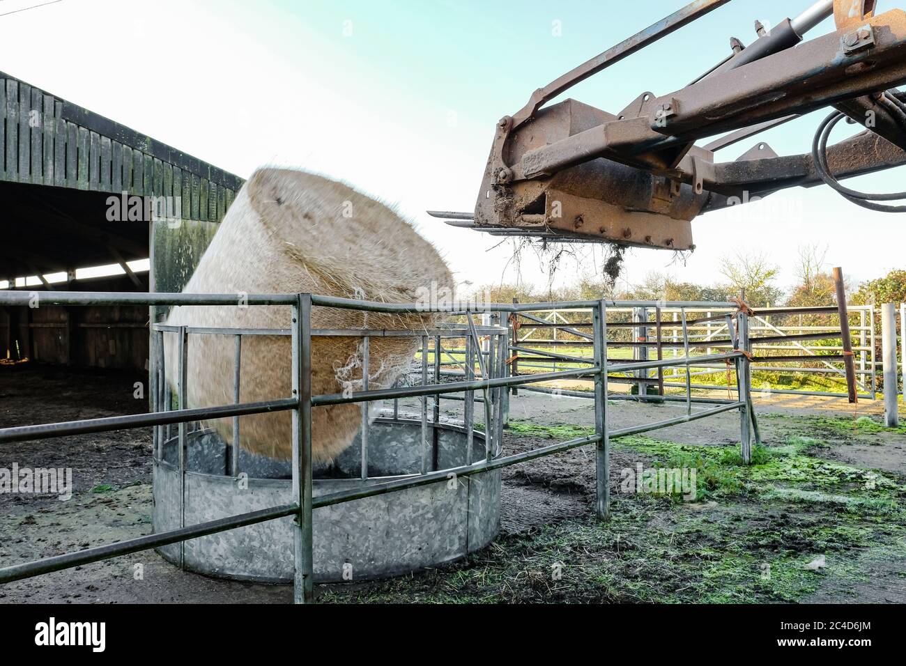 Vista sfocata di una balla di fieno di grandi dimensioni che si vede cadere dall'ingranaggio di sollevamento di un trattore agricolo. Foto Stock