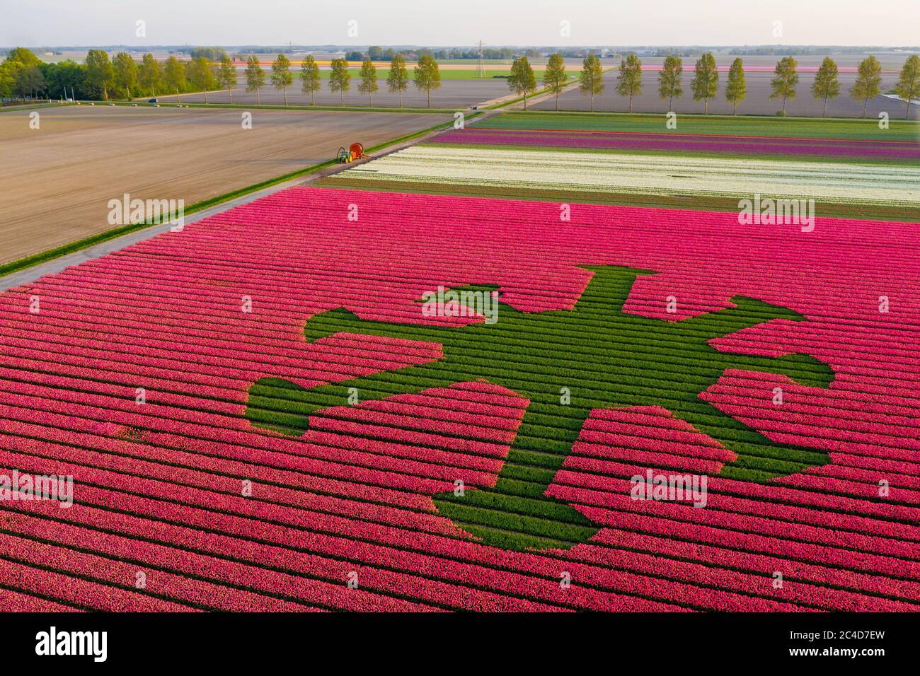 Colpo di testa di un campo di tulipano rosso con particelle di coronavirus al centro Foto Stock
