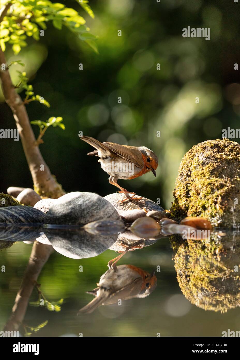 Robin fotografato in un giardino piscina riflettente nel North Yorkshire Foto Stock